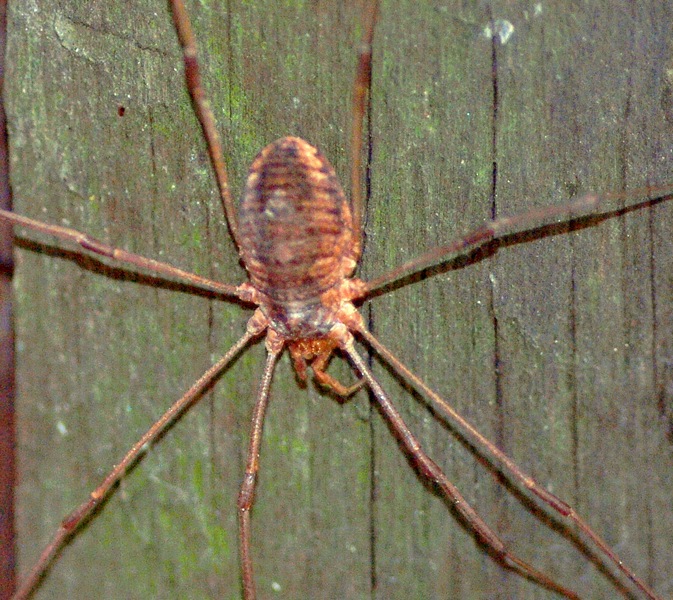 Opiliones Veneto: Phalangium sp.